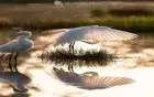 Birdlife on the Nile — egrets and kingfishers visible on the lotus boat journey to Dendera